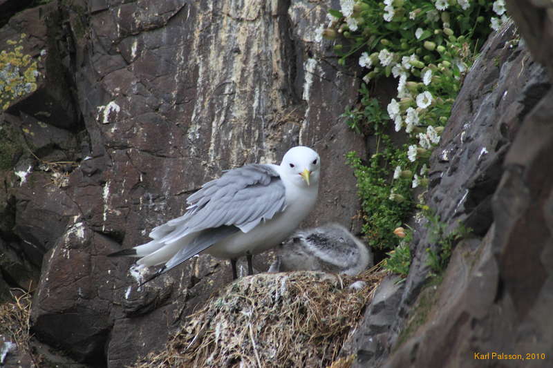 Also not puffins