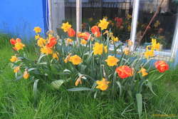 My flowers