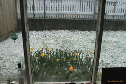 Even later snow!