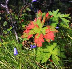 Autumn is coming