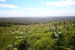 Fields of Angelica