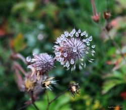 Wet flowers