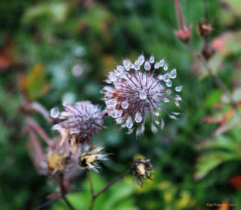 Wet flowers