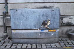 The birds