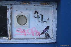 The birds