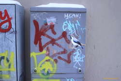 The birds