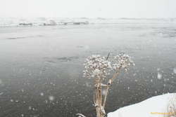 Snow on Angelica