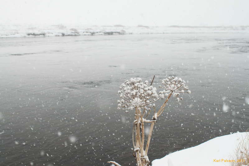 Snow on Angelica