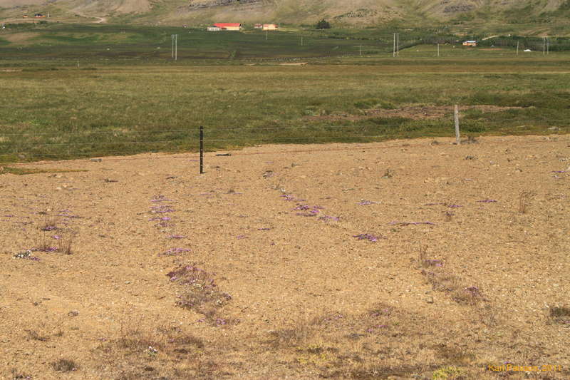 A road of flowers?