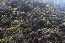 Fern covered walls