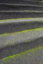 Grown in moss