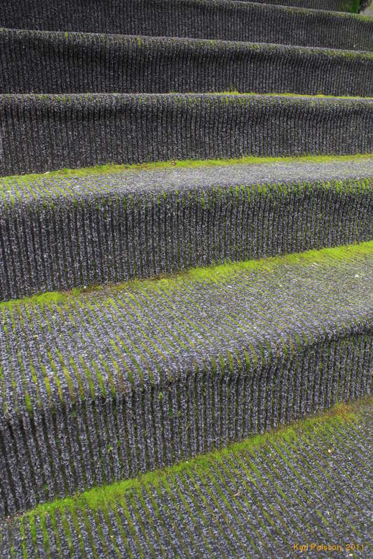 Grown in moss