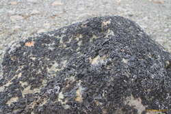 Jumbo lichen