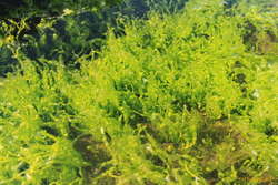 Seaweed
