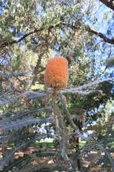 Very strange. Orange and fluffy, with triangular leaves. (Banskia Victoriae)