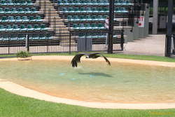 Condor