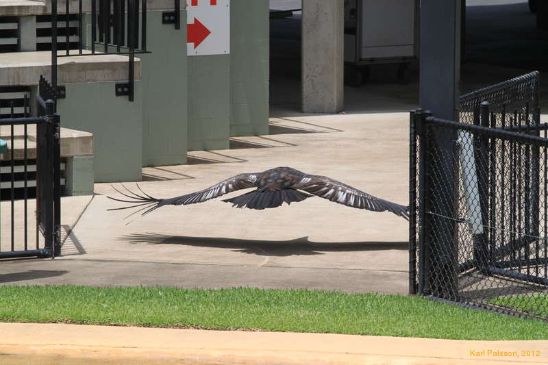 Beautiful wings