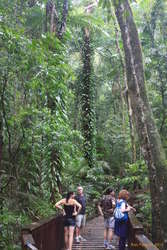 Rainforest