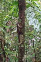 Boyd's dragon