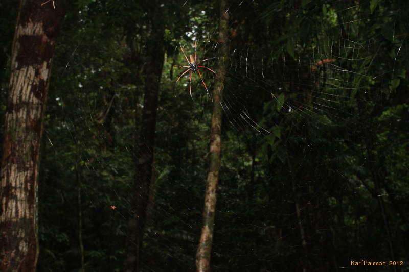 Spider