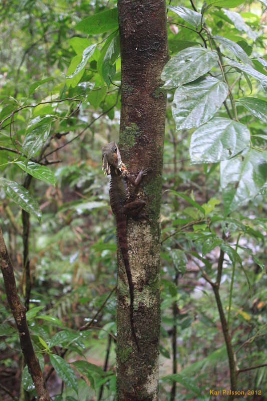 Boyd's dragon