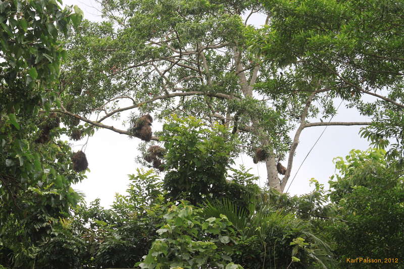 Bird nests