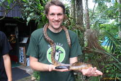Black headed python