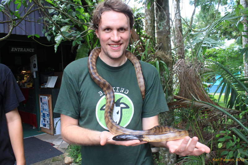Black headed python