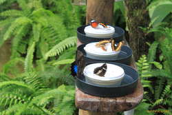 Feeding butterflies
