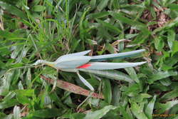 Stick/Leaf insect