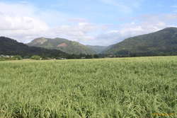 Cane fields