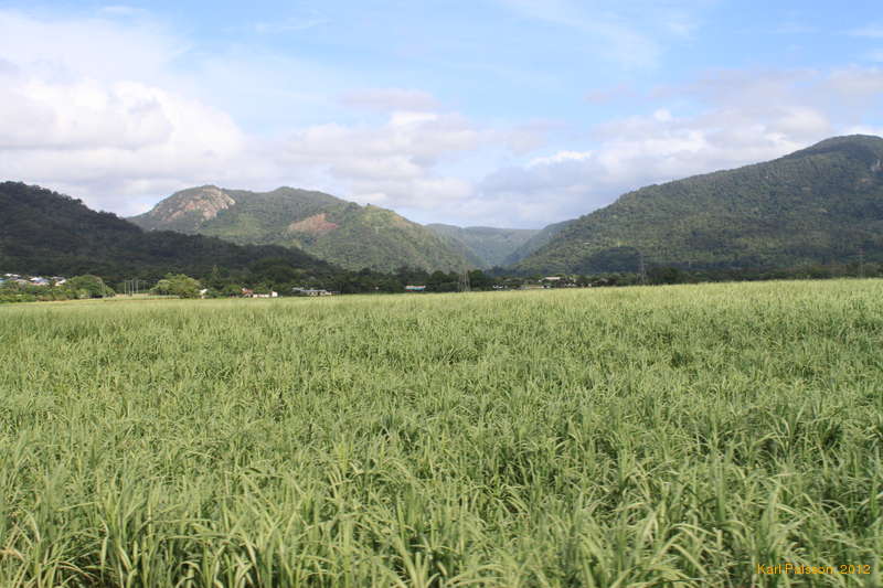 Cane fields