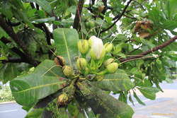 Neat fruit