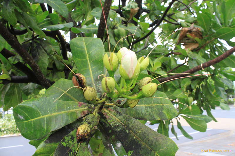 Neat fruit