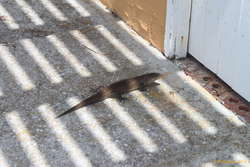 Lunch lizard