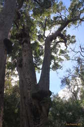 Big trees