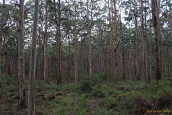 Trees, trees, trees