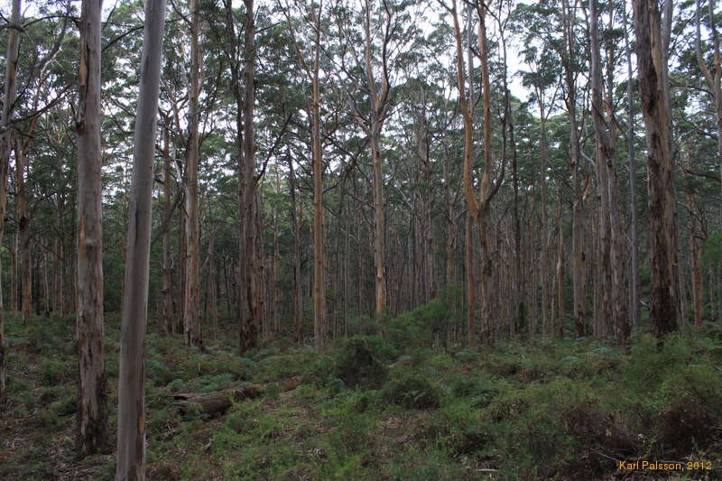 Trees, trees, trees