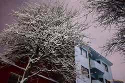 Snowy morning