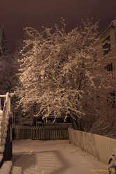 Snowy home