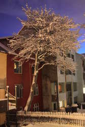 Snowy tree