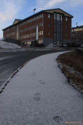 Fresh tracks