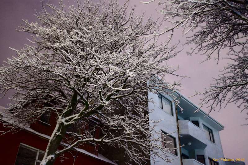 Snowy morning