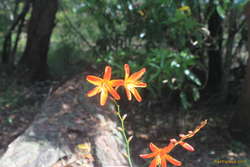 Pretty flowers