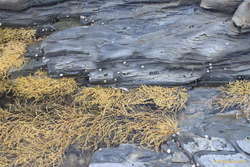 Cool rock shelves
