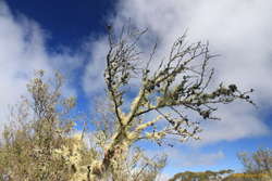 Mossy trees