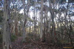 Nice trees