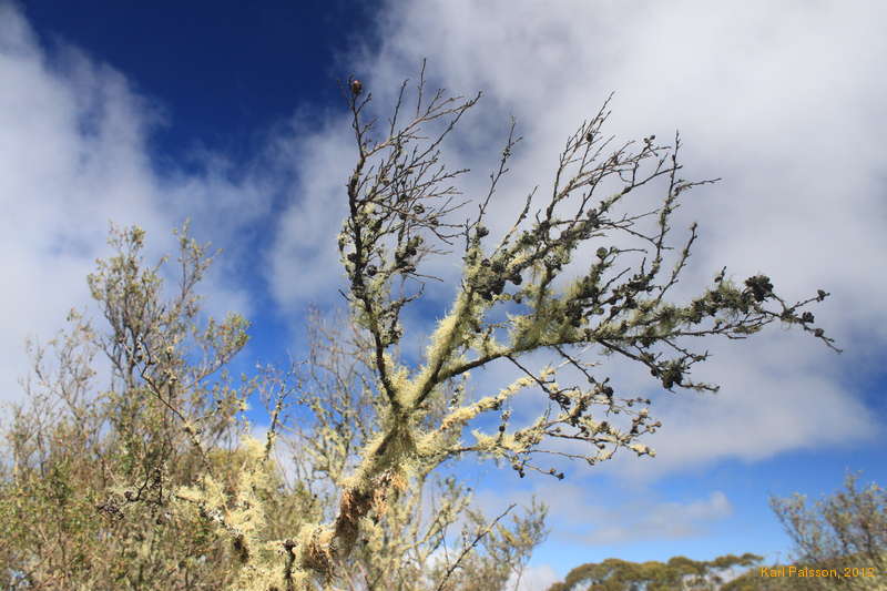 Mossy trees