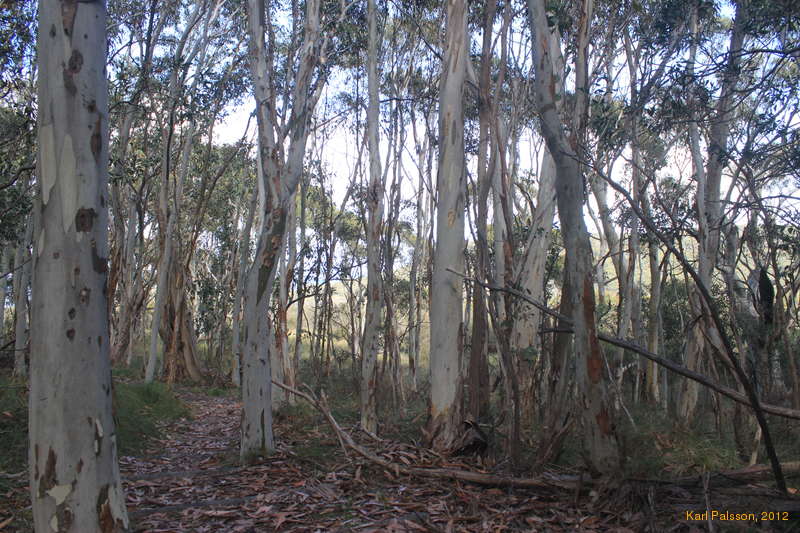Nice trees