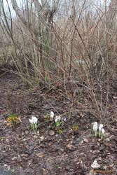 Here comes spring